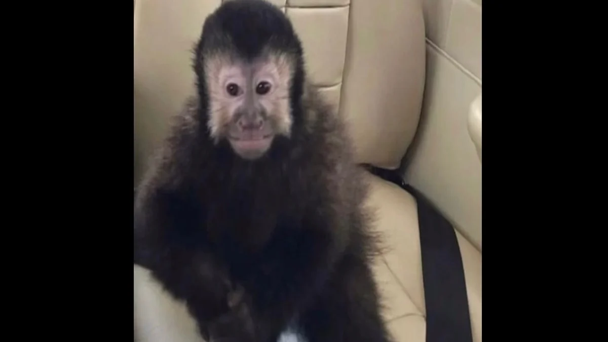 Macaco que invadiu casas de condomínio em Salvador morre após ser capturado