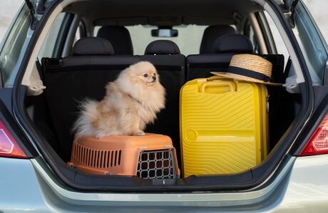 Nova regra do CDC impacta a entrada de cães nos EUA para viajantes brasileiros