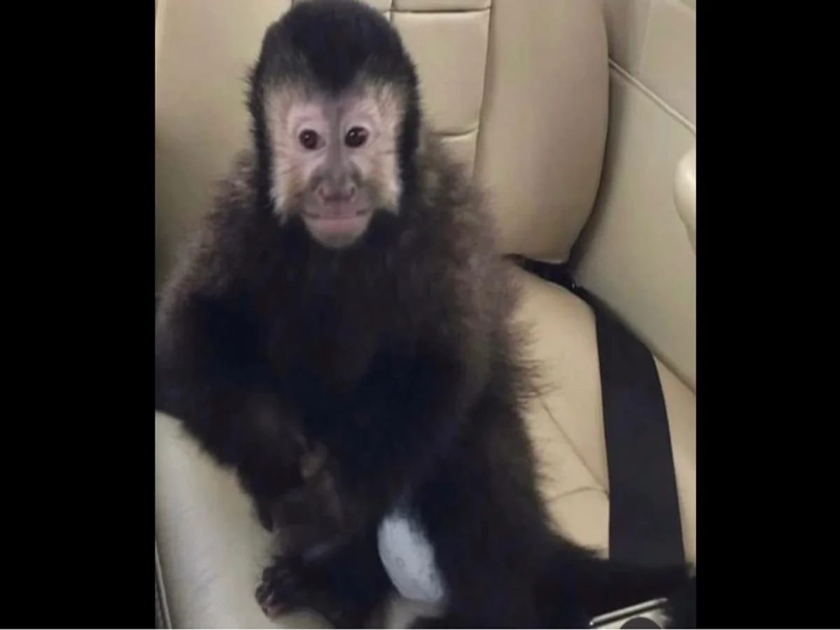 Macaco que invadiu casas de condomínio em Salvador morre após ser capturado