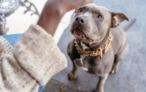 Estudo encontra pista no DNA que pode explicar por que cães grandes vivem menos