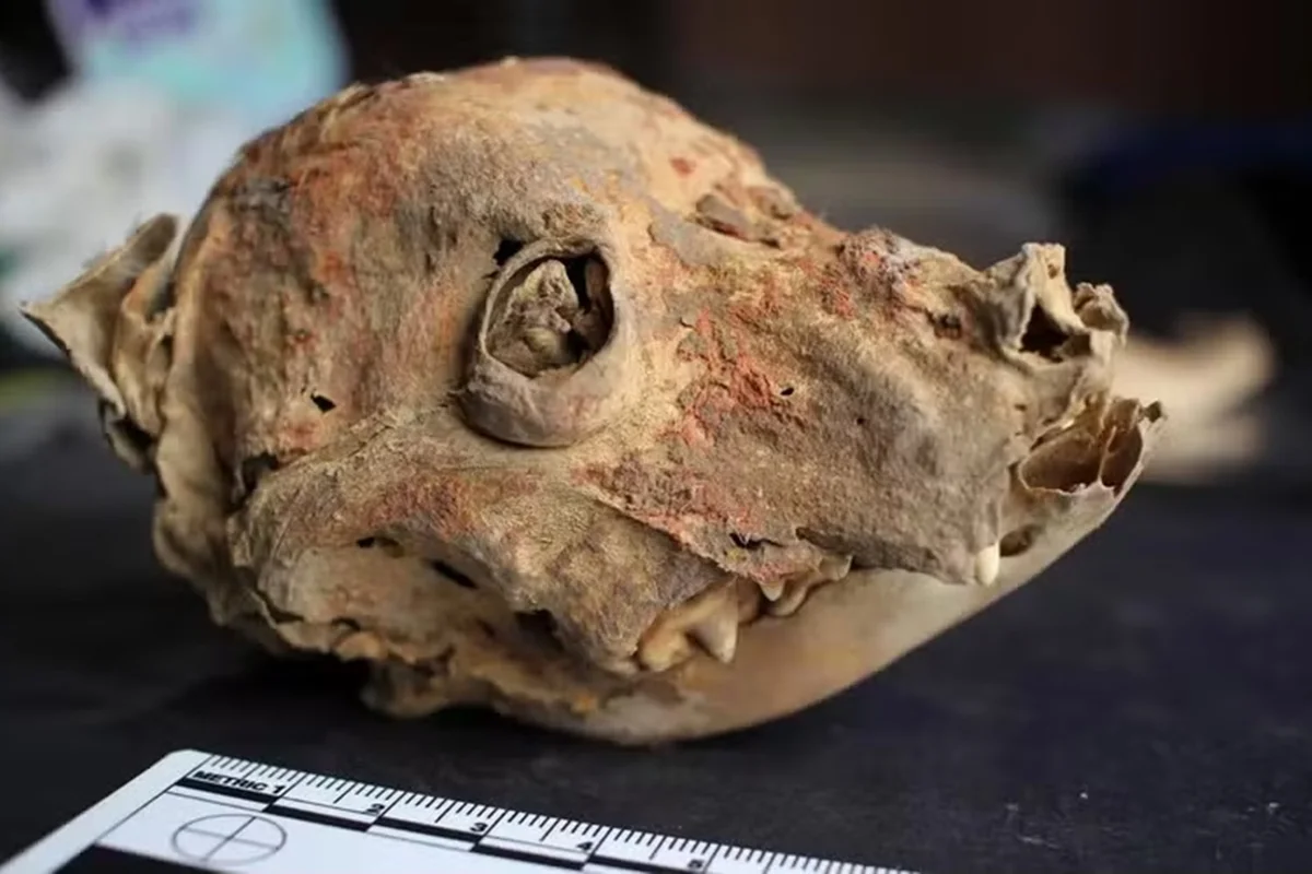 Arqueólogos encontram ossadas de cães sem pelos enterrados há 1.200 anos