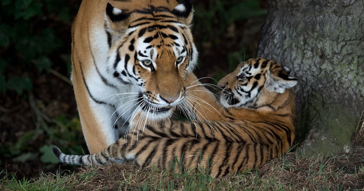 Homem morre após entrar em recinto de tigres em parque de fauna selvagem do Reino Unido, diz polícia
