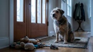Estudo encontra pista no DNA que pode explicar por que cães grandes vivem menos