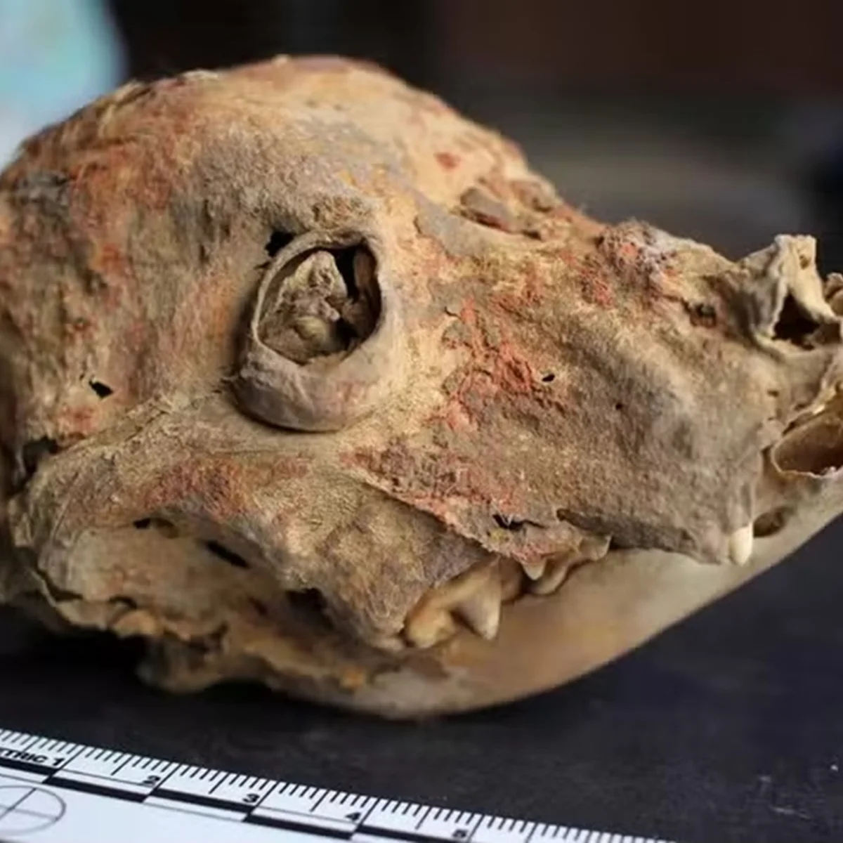 Arqueólogos encontram ossadas de cães sem pelos enterrados há 1.200 anos