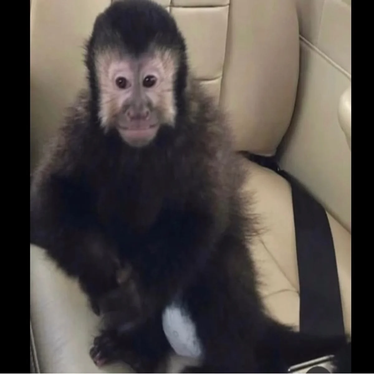 Macaco que invadiu casas de condomínio em Salvador morre após ser capturado