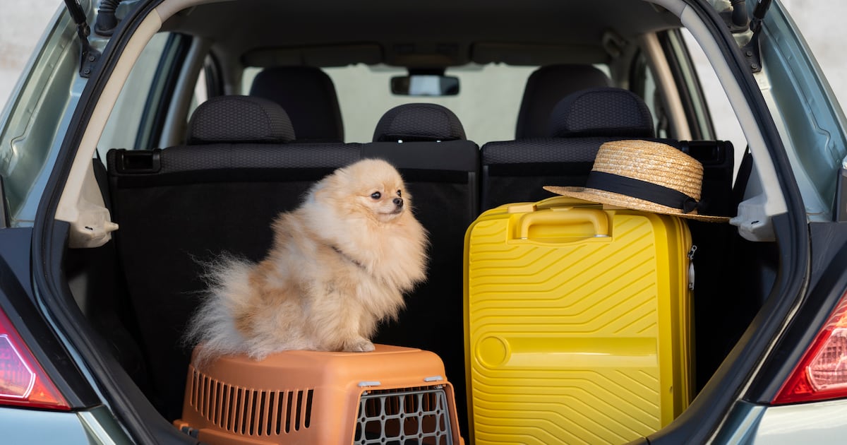 Nova regra do CDC impacta a entrada de cães nos EUA para viajantes brasileiros