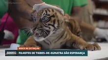 Homem morre após entrar em recinto de tigres em parque de fauna selvagem do Reino Unido, diz polícia