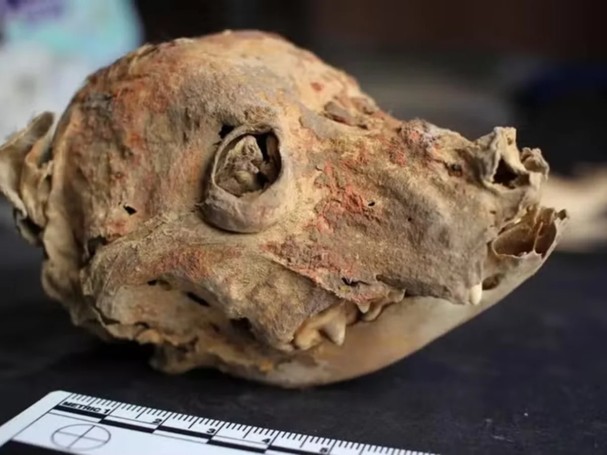 Arqueólogos encontram ossadas de cães sem pelos enterrados há 1.200 anos
