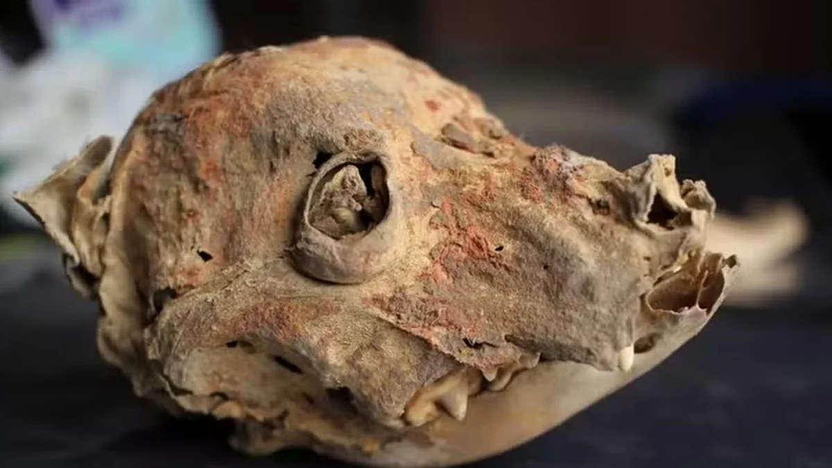 Arqueólogos encontram ossadas de cães sem pelos enterrados há 1.200 anos