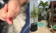 Macaco de ex-deputado foge e causa devassa após beber álcool e remédios