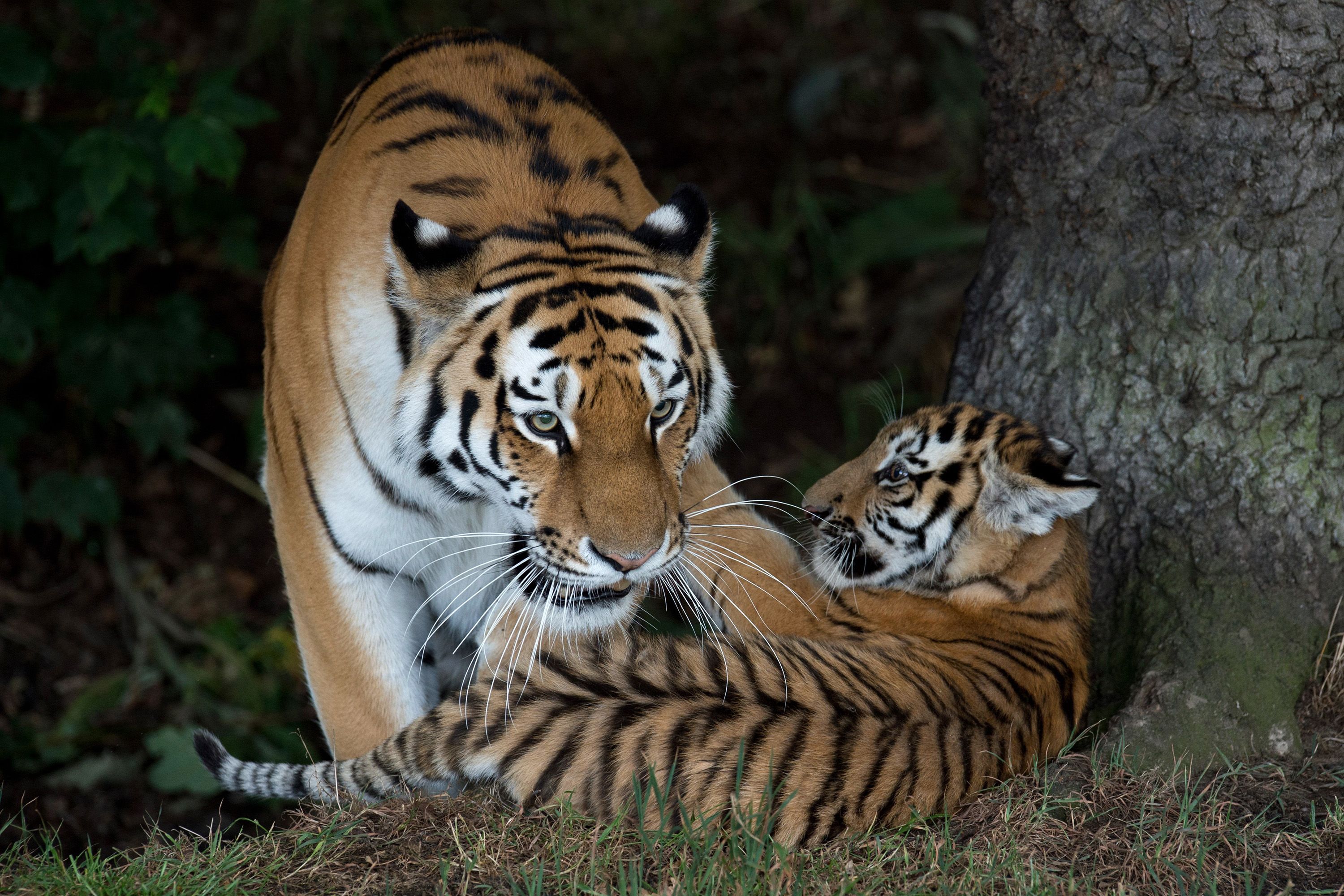 Homem morre após entrar em recinto de tigres em parque de fauna selvagem do Reino Unido, diz polícia